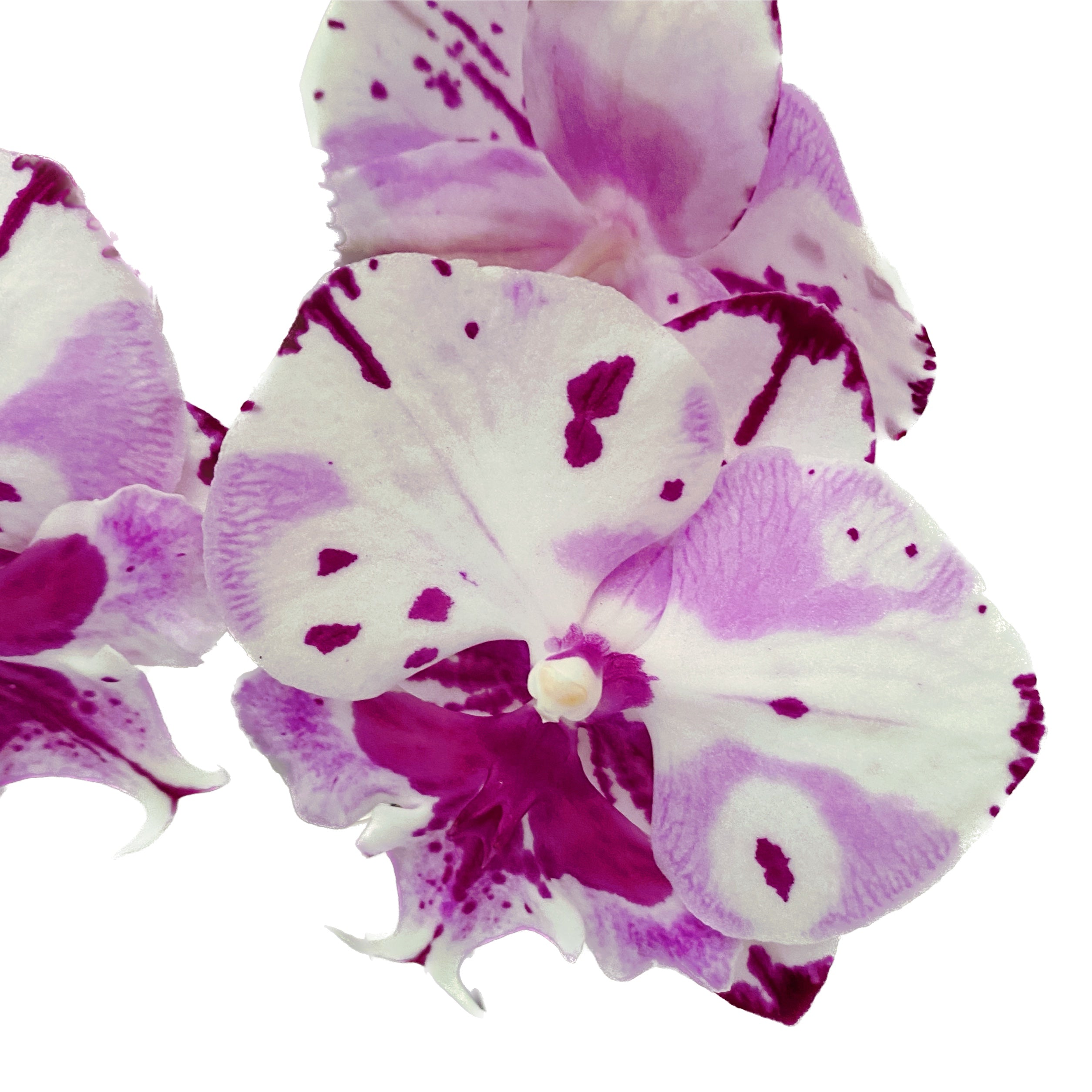 Phalaenopsis Fuller's Master ‘350’ (Fantasy Script) - grande labbro