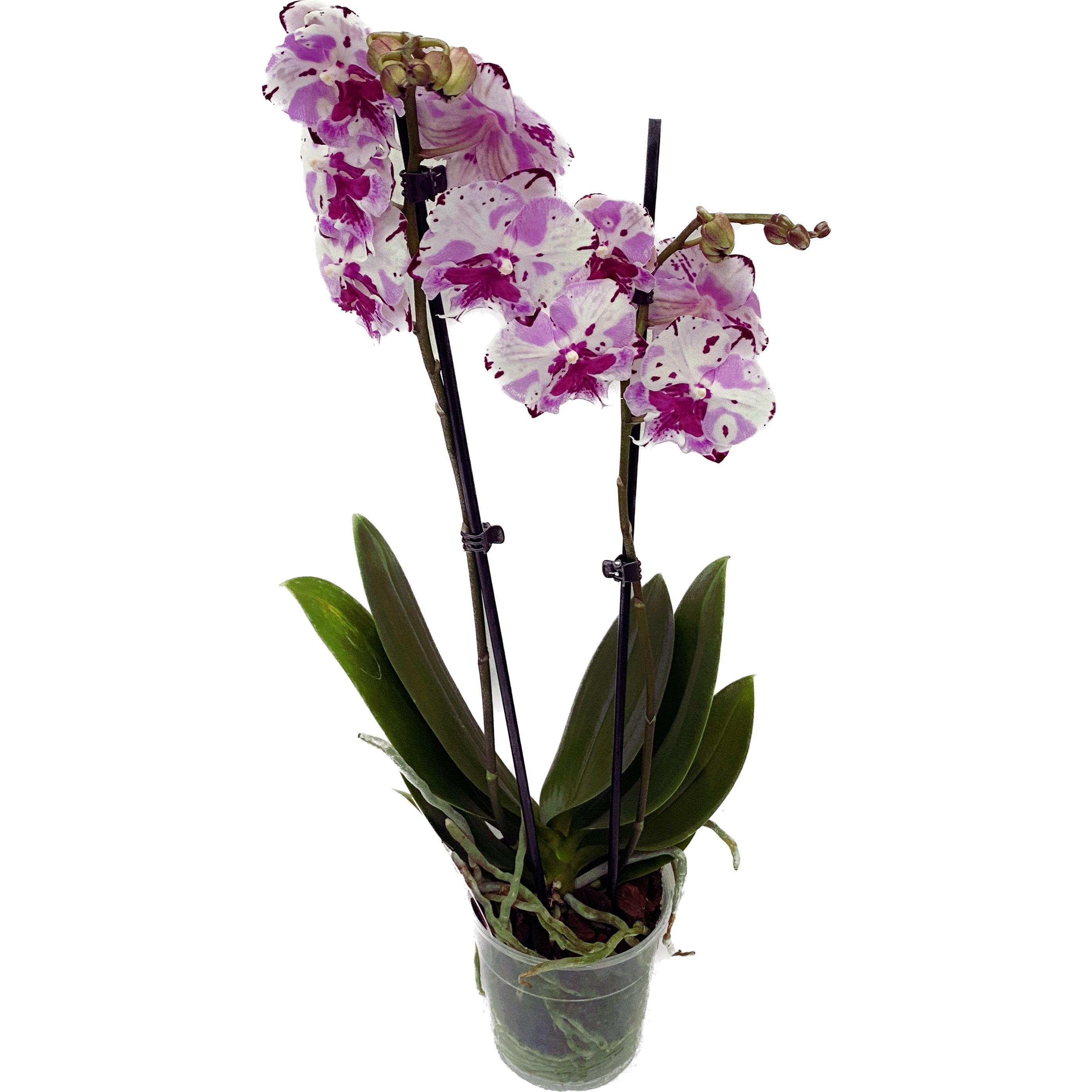 Phalaenopsis Fuller's Master ‘350’ (Fantasy Script) - grande labbro