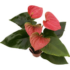 Anthurium 'Sweet Dream' D9