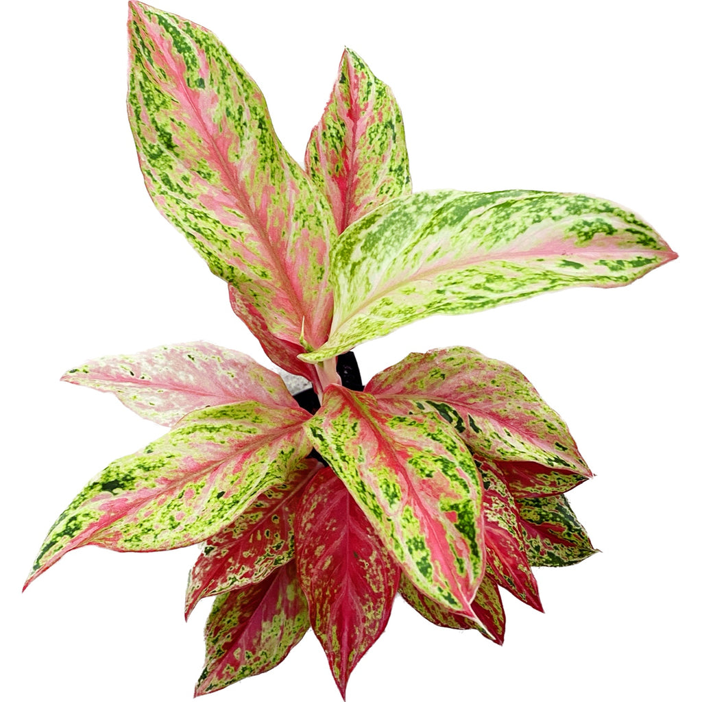 Aglaonema 'Prosperità'