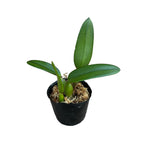 Cattleya Tangerine Fire 'Mini Sun'