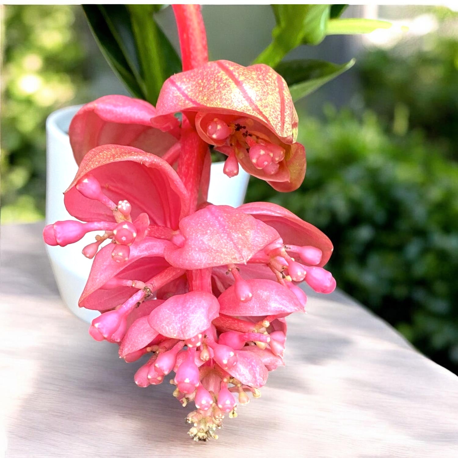Medinilla magnifica 'Lambada' - Floarea Regelui