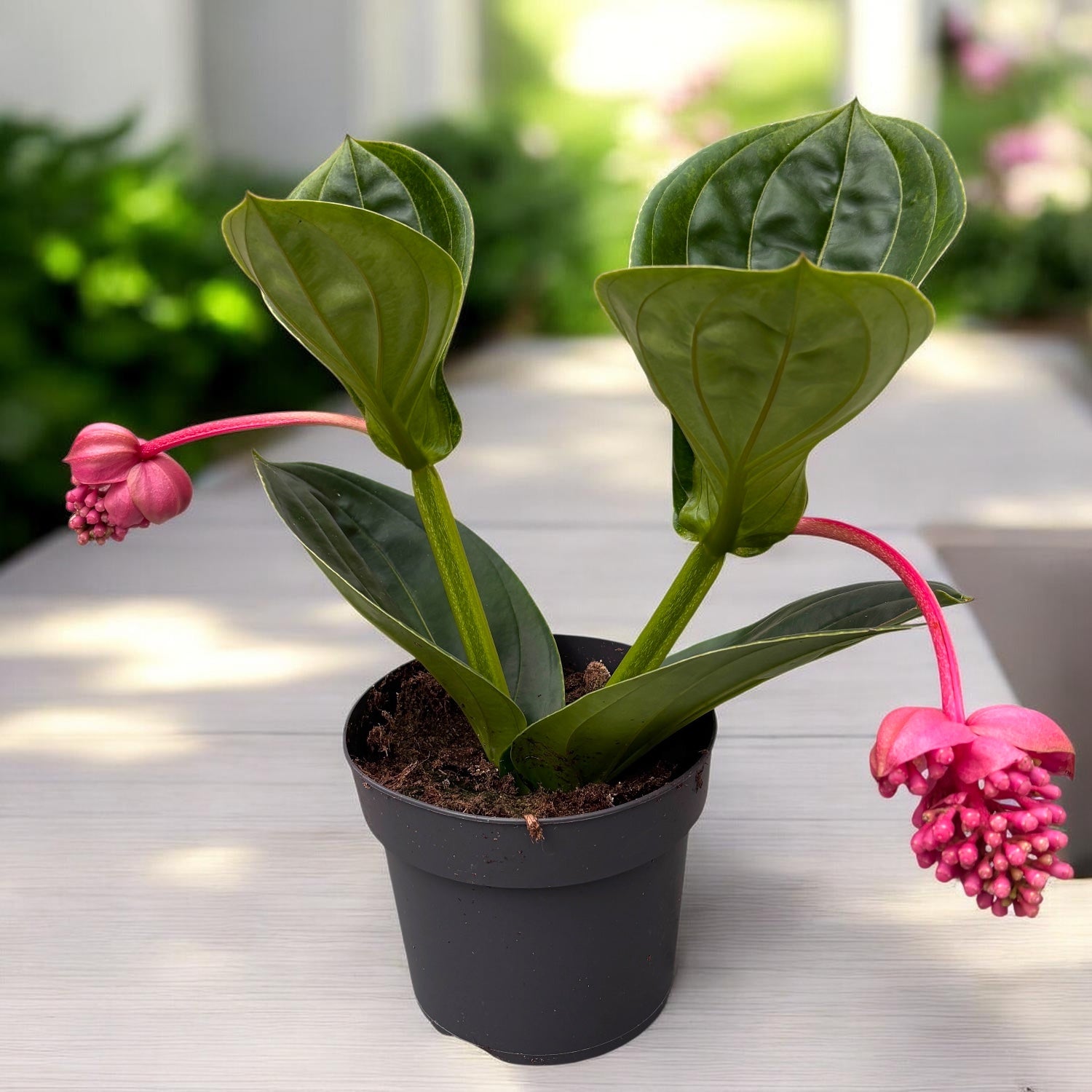 Medinilla magnifica 'Lambada' - Floarea Regelui