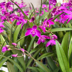 Dendrobium Berry Oda *fragrant