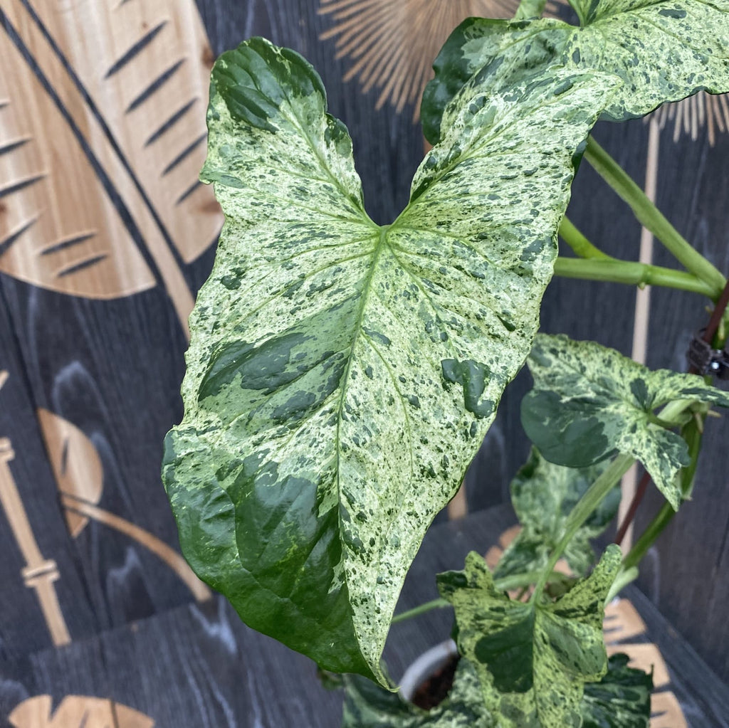 Syngonium podophyllum maculato 'Mojito' (cespuglio)