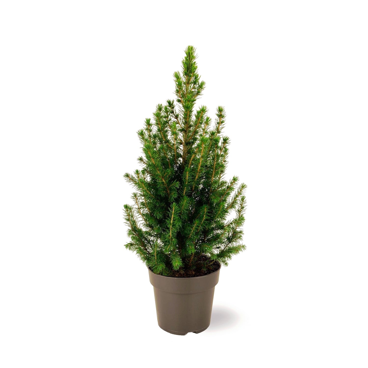 Picea Glauca Conica  H45-50 cm - brad natural in ghiveci