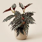 Begónia Maculata ‘Spotlight Dark’ (Pöttyös Begónia)