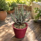 Euphorbia aeruginosa – rare succulent with blue-green stems and decorative spines