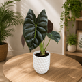 Alocasia ‘Golden Bone’ – aranyszínű levelek trópusi fényekkel