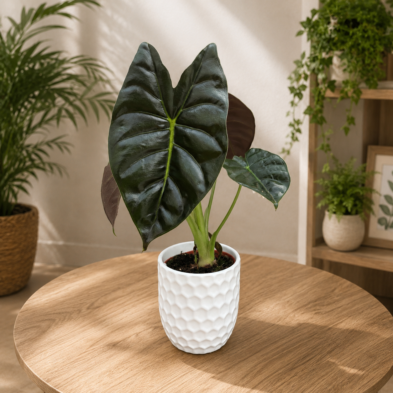 Alocasia ‘Golden Bone’ – gouden bladeren met tropische glans