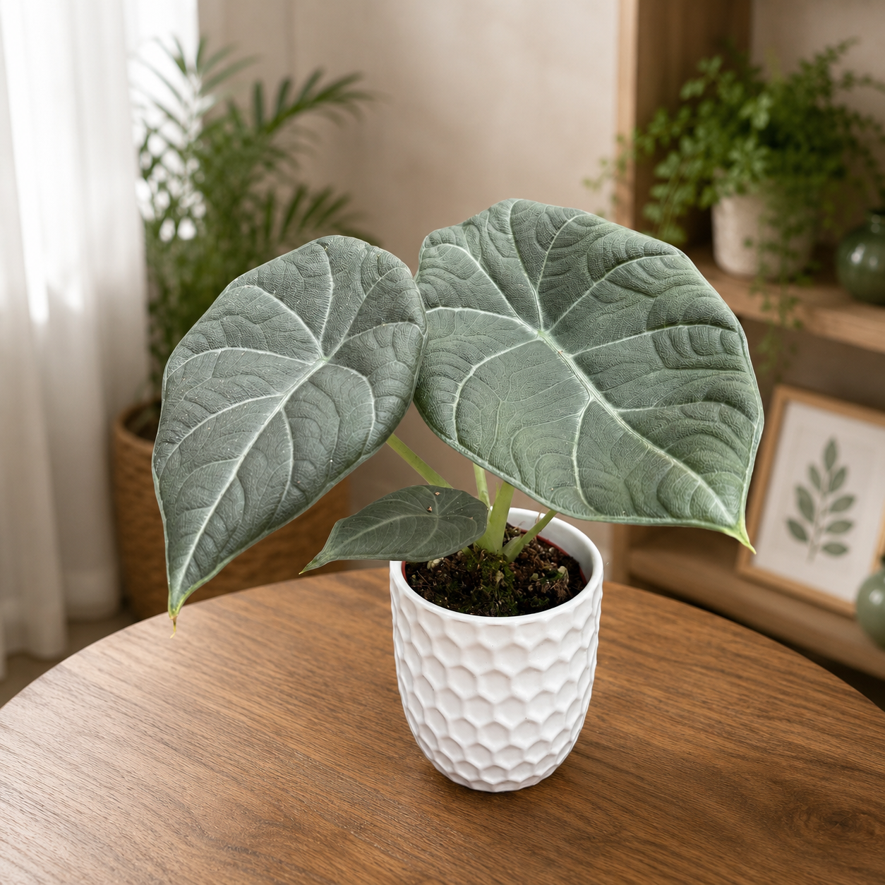 Alocasia Maharani (Grijze Draak) – tropisch juweel met fluweelzachte bladeren
