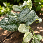 Scindapsus 'Peasun' – erittäin kirjava kuviointi