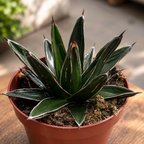 Agave victoriae-reginae