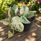 Scindapsus 'Peasun' – erittäin kirjava kuviointi