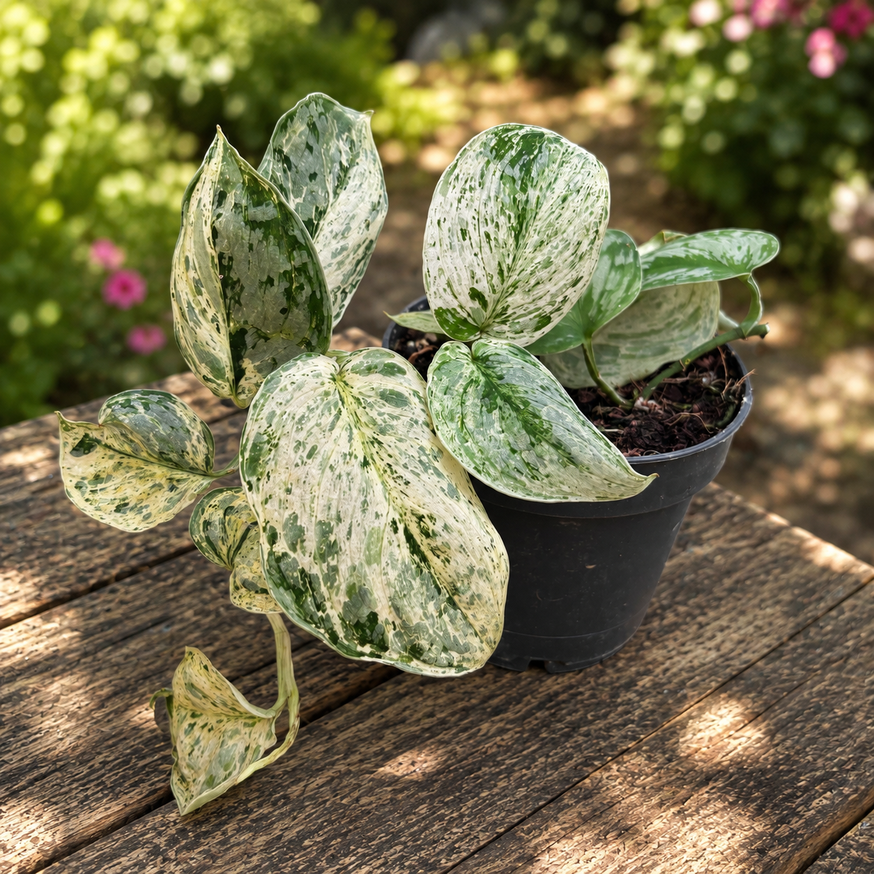 Scindapsus 'Peasun' – erittäin kirjava kuviointi