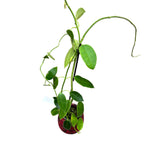 Hoya coronaria 'White' (flori albe uriase, parfumate) - exemplare dezvoltate