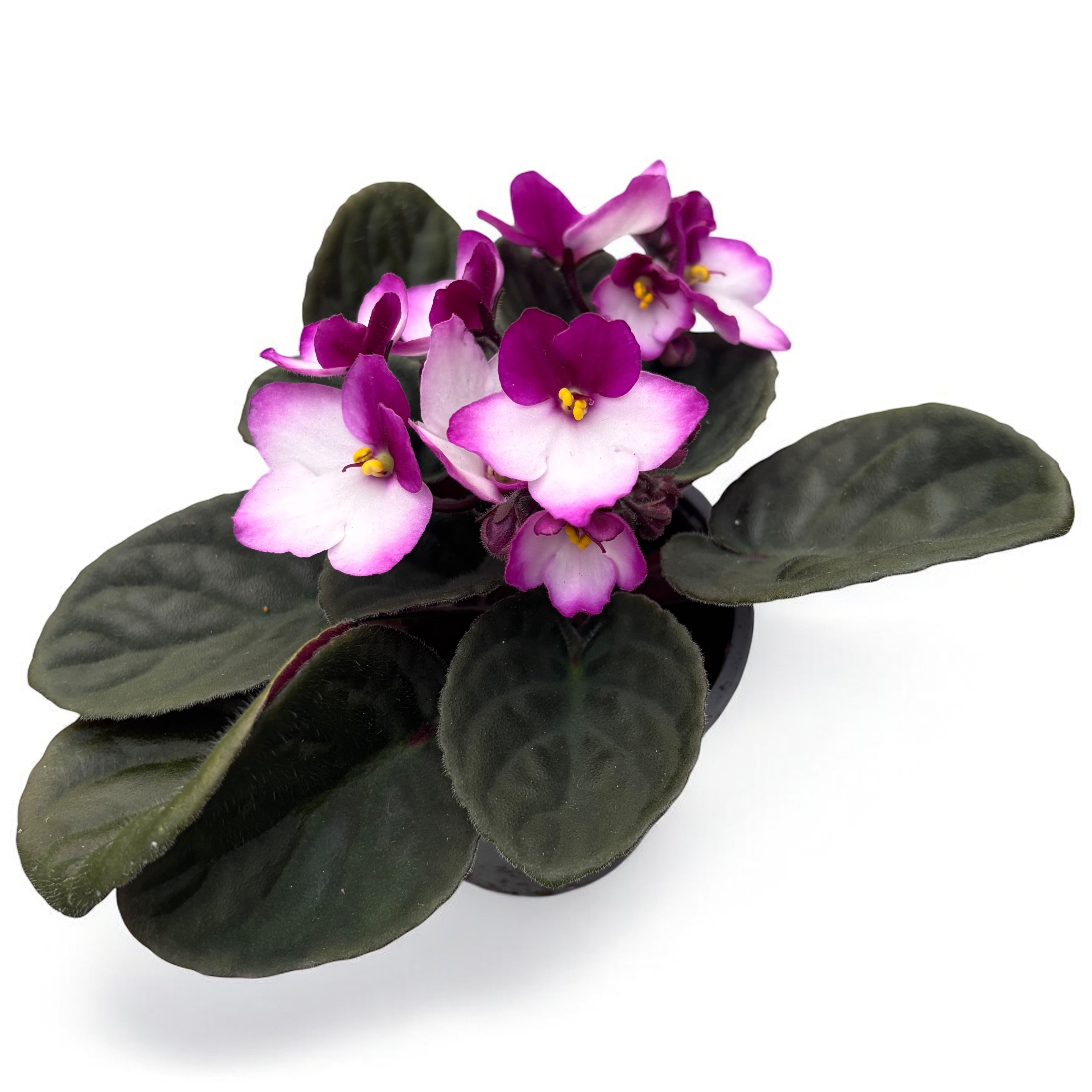 Saintpaulia Trendy Red - violete bicolore