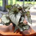 Begonia rex ‘Escargot’