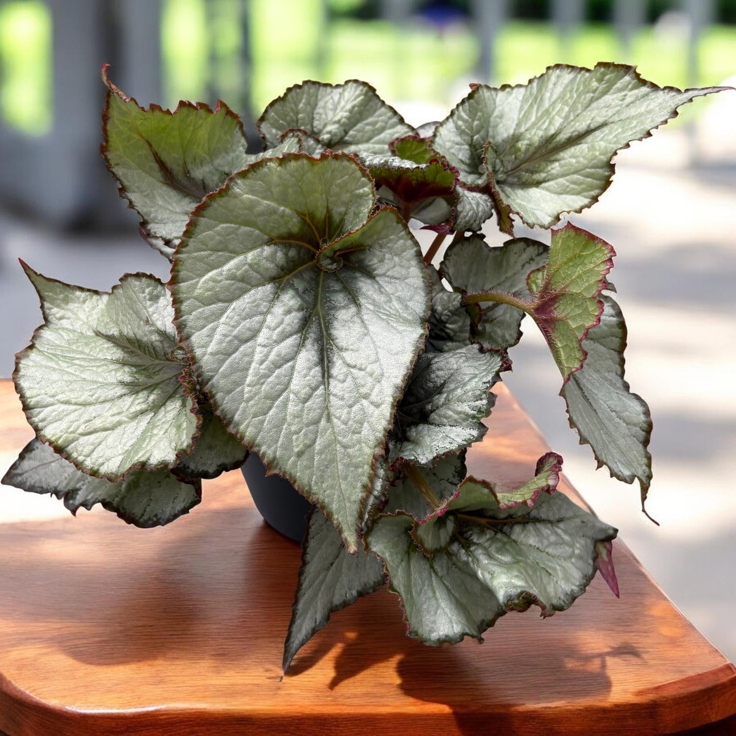Begonia rex ‘Escargot’