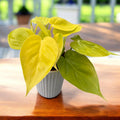 Philodendron scandens 'Micans Lime' 3-4 Pflanzen/Topf