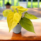 Philodendron scandens 'Micans Lime' 3-4 Pflanzen/Topf