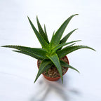 Aloe arborescens