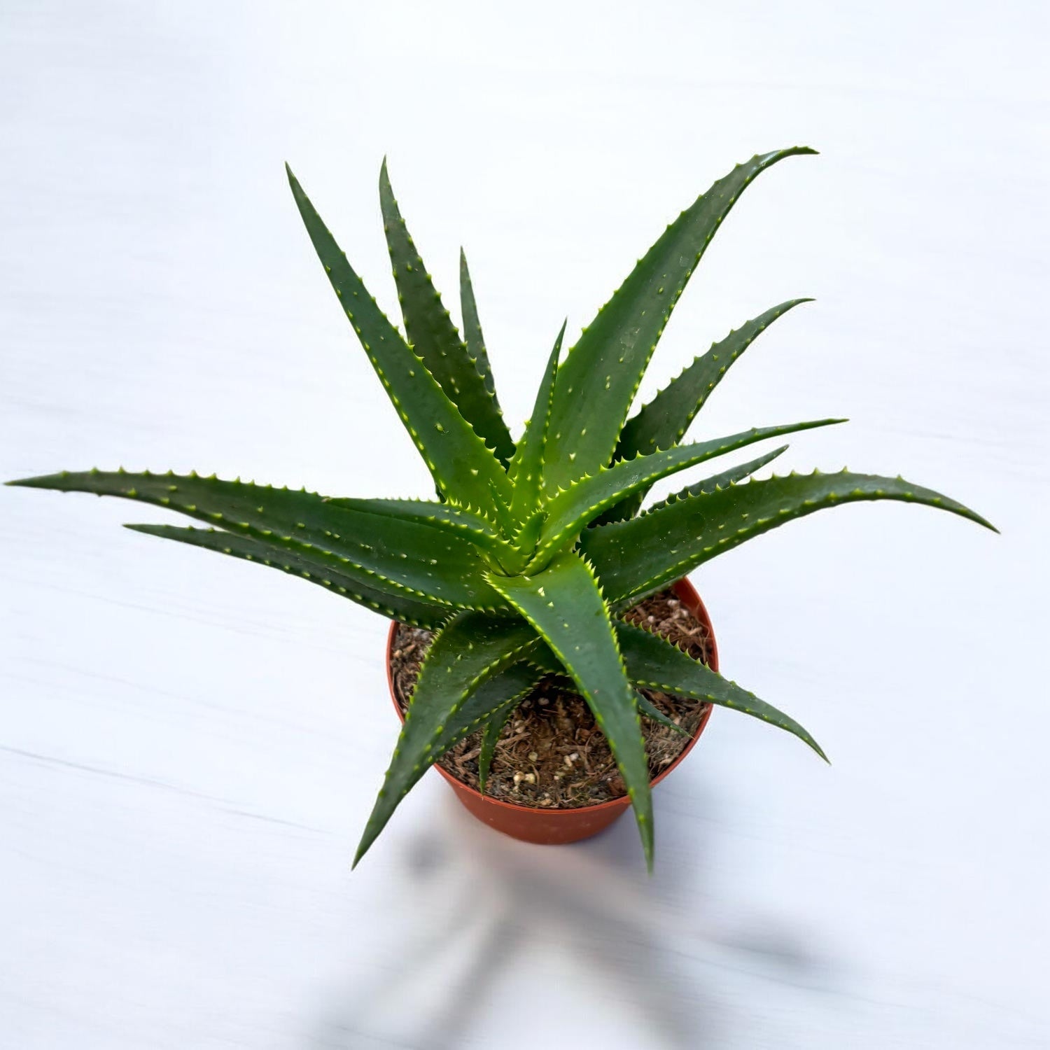Aloe arborescens