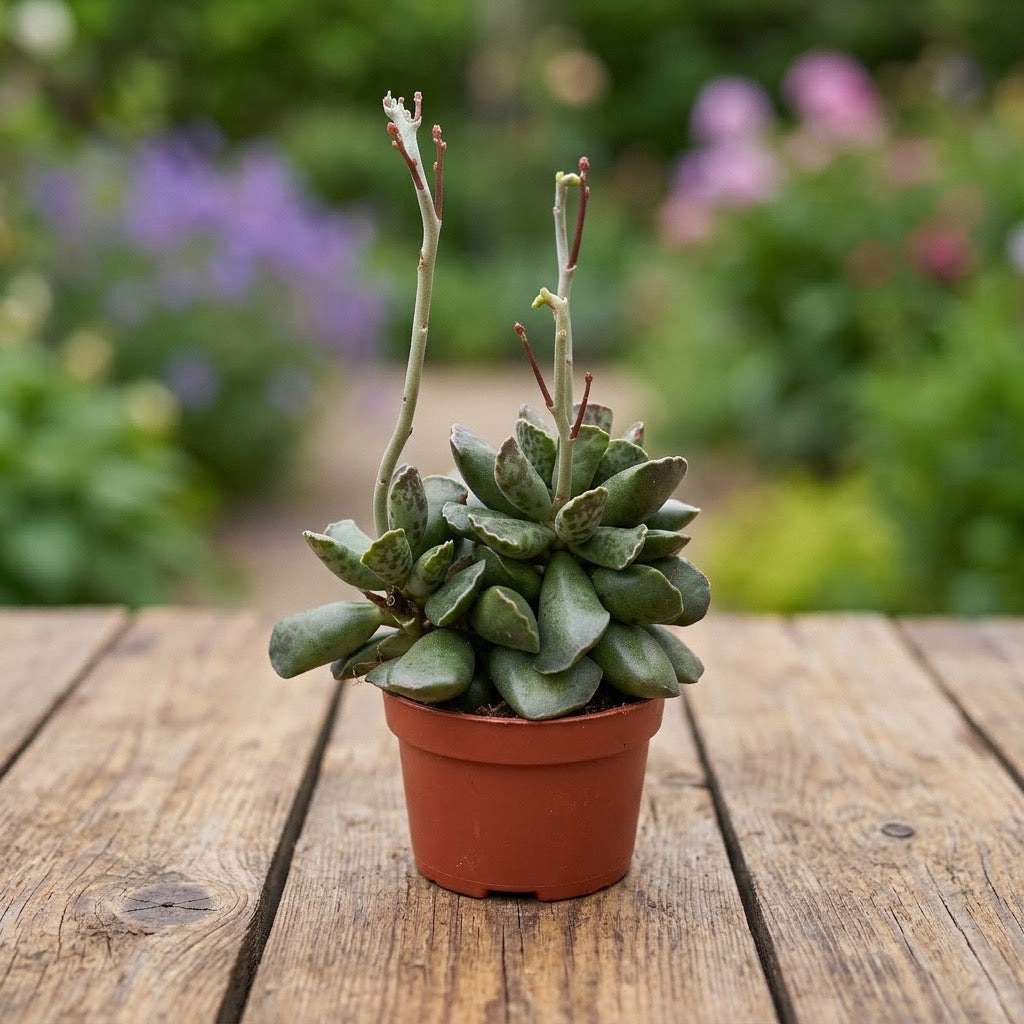 Adromischus cooperi