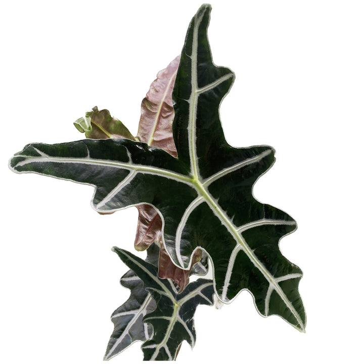 Alocasia sanderiana 'Nobilis'