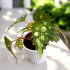 Begonia sp. Mantuk