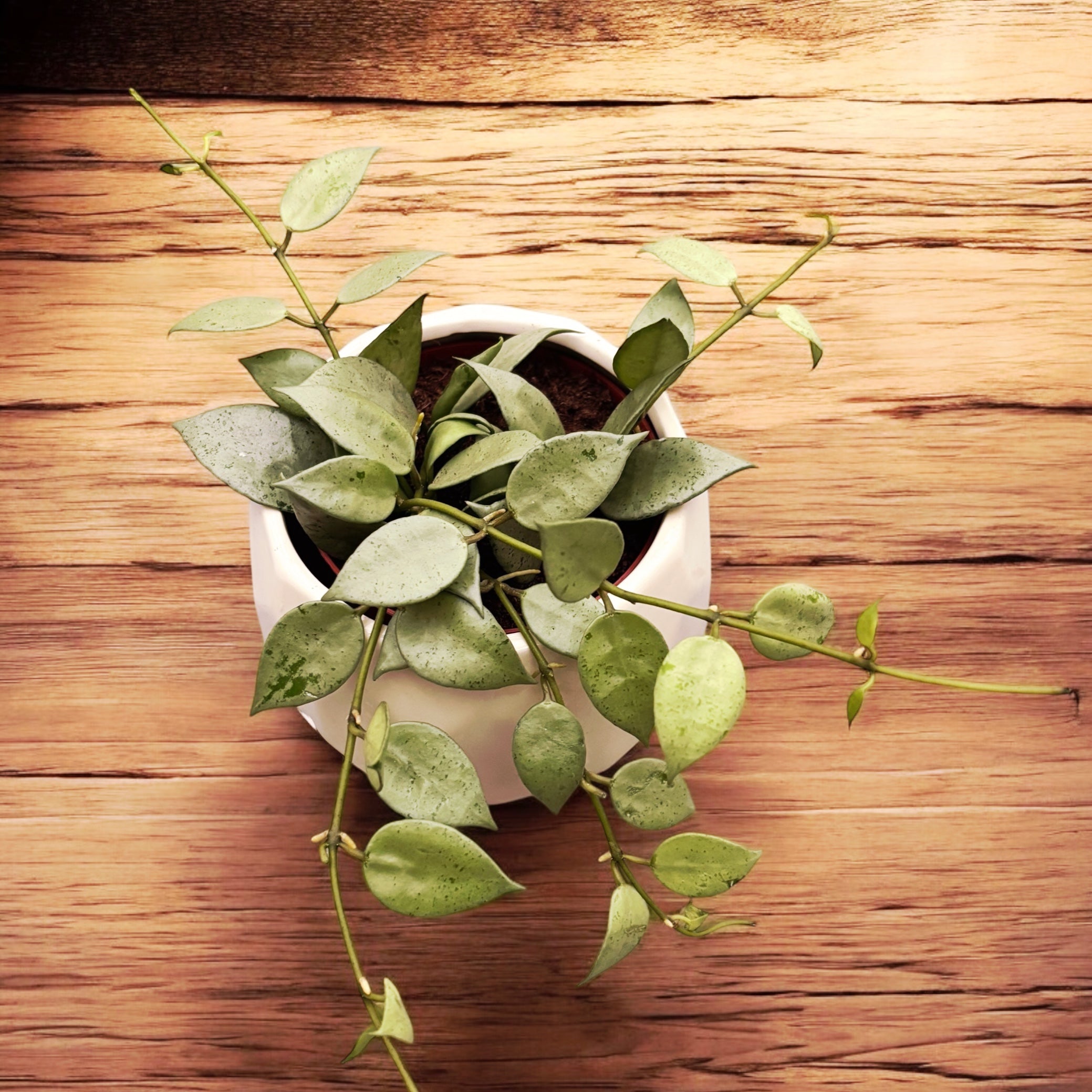 Hoya krohniana 'Eskimo' D9 - full pots