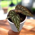 Begonia sp. Pandora