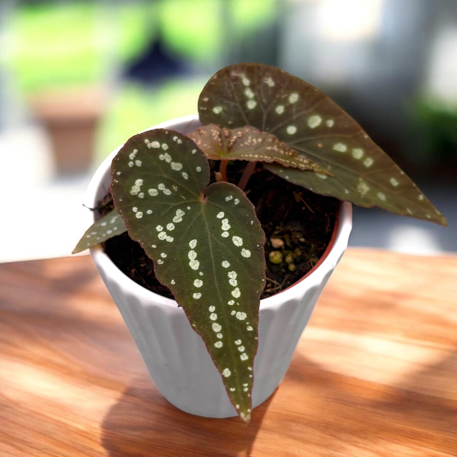 Begonia sp. Pandora