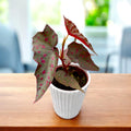 Begonia amphioxus x malachosticta