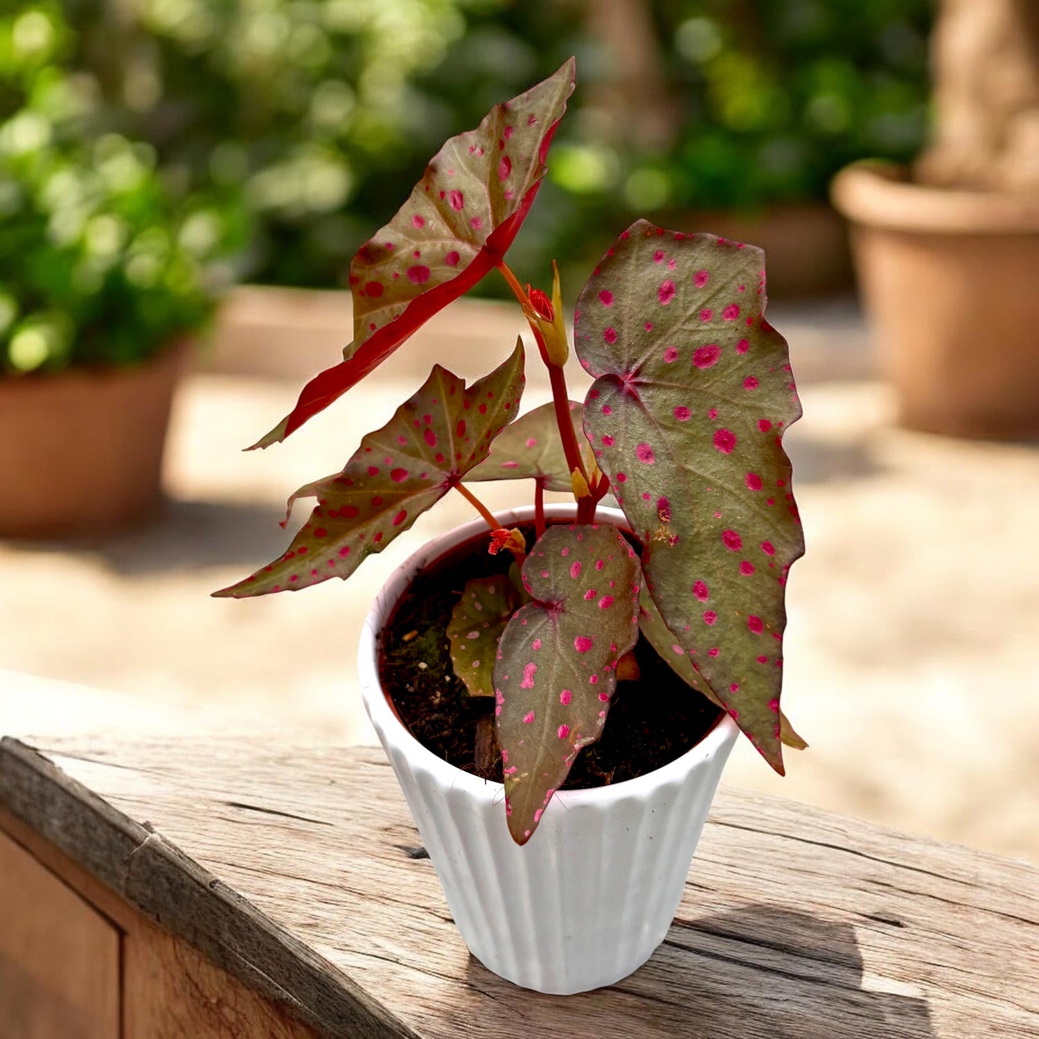 Begonia amphioxus x malachosticta