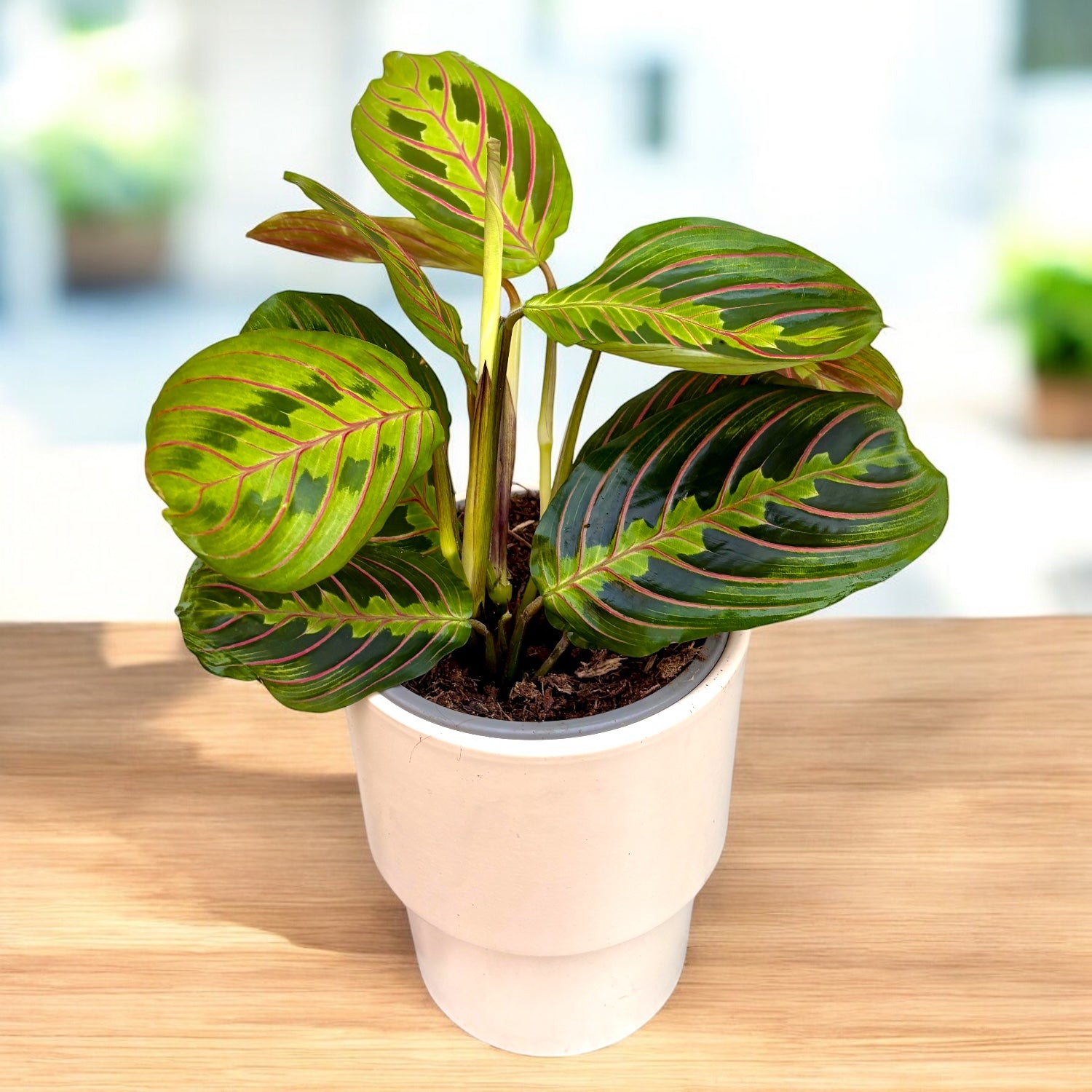 Maranta leuconeura var. erythroneura (Tricolor) - Prayer Plant