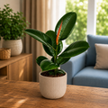 Ficus elastica ‘Robusta’ (Rubber Plant 'Robusta')