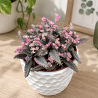 Kalanchoe 'Pink Butterfly' (Pink Mother of Thousand) D8