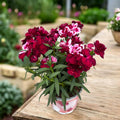 Dianthus ‘Sprint Red & Proud’ - garofita perena cu inflorire abundenta