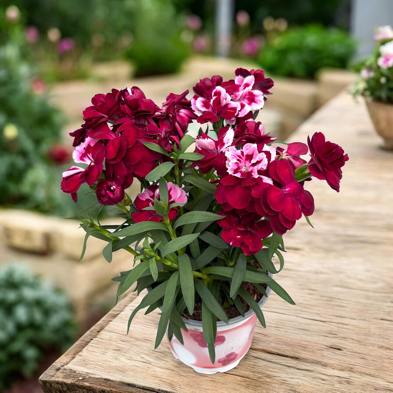 Dianthus ‘Sprint Red & Proud’ - garofita perena cu inflorire abundenta
