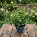Muscate antitantari XL - Pelargonium Isko Lemon