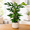 Epipremnum pinnatum 'Baltic Blue' – climbing plant with blue-green leaves and fenestrations