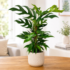 Epipremnum pinnatum 'Baltic Blue' – climbing plant with blue-green leaves and fenestrations