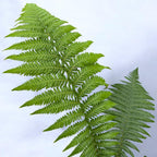 Dicksonia antarctica - feriga arborescenta exotica