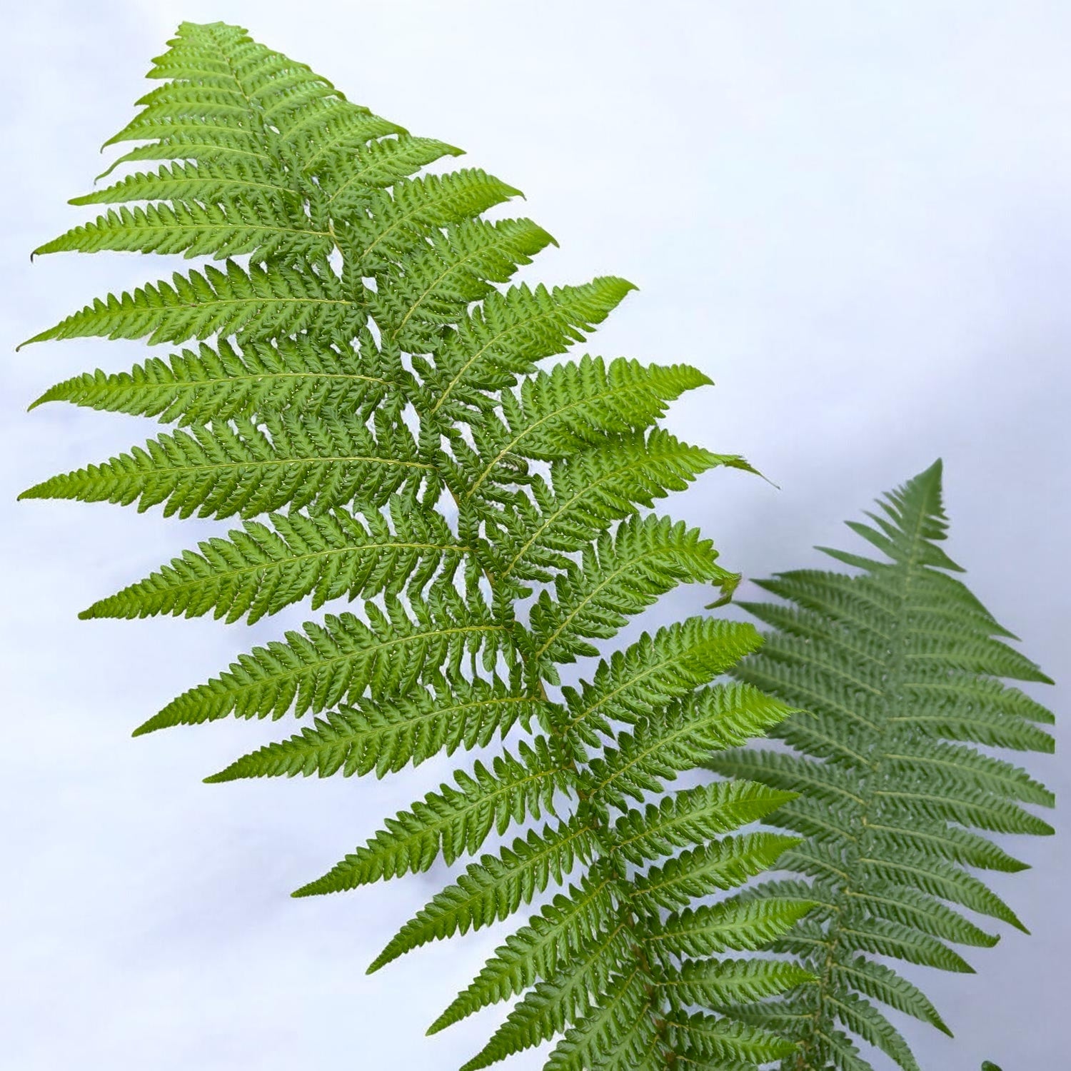 Dicksonia antarctica - feriga arborescenta exotica
