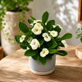 Euphorbia Milii ‘Hector’ babyplant (White Crown of Thorns)