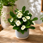 Euphorbia Milii ‘Hector’ babyplant (White Crown of Thorns)