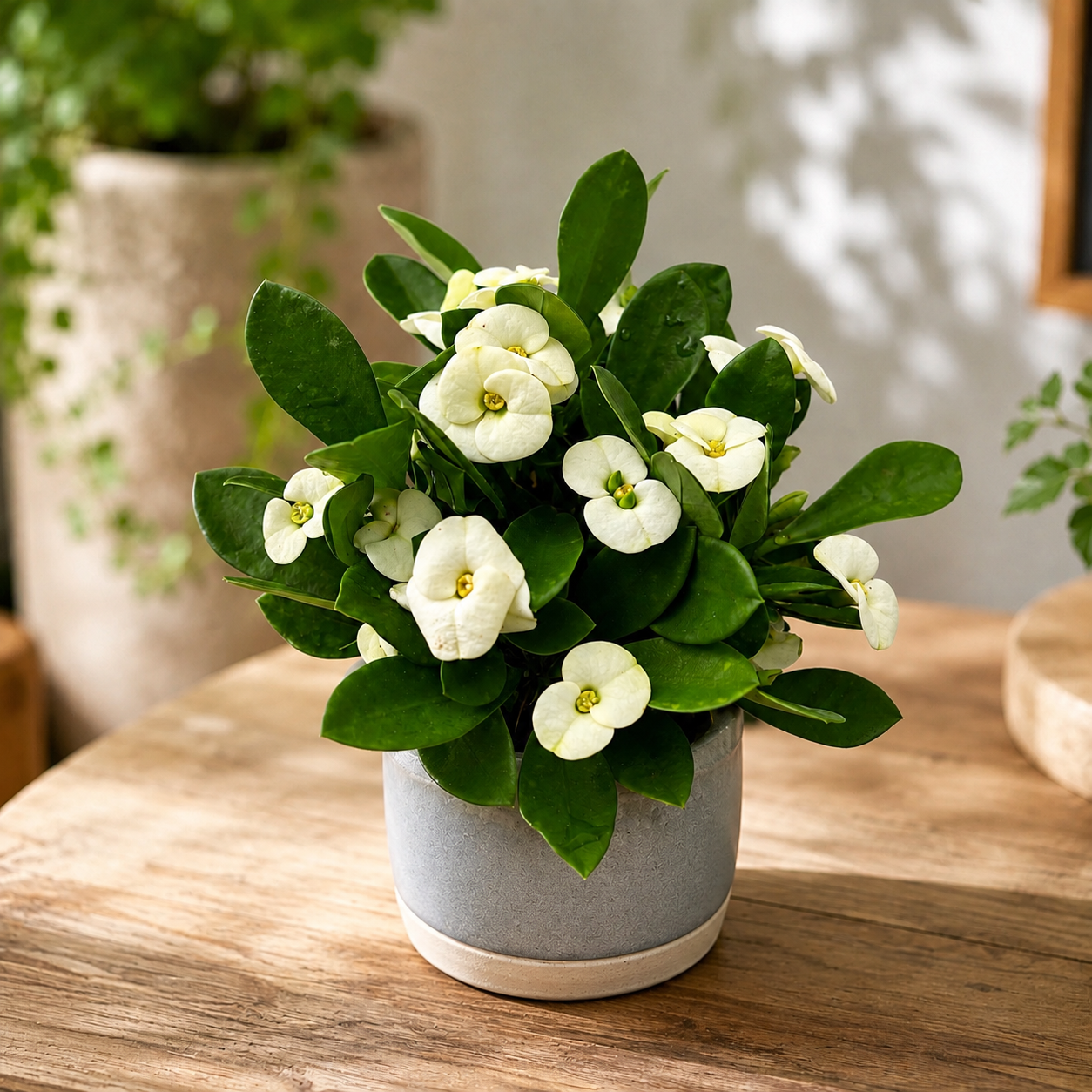 Euphorbia Milii ‘Hector’ kis növény (Fehér Jézus Koronája)