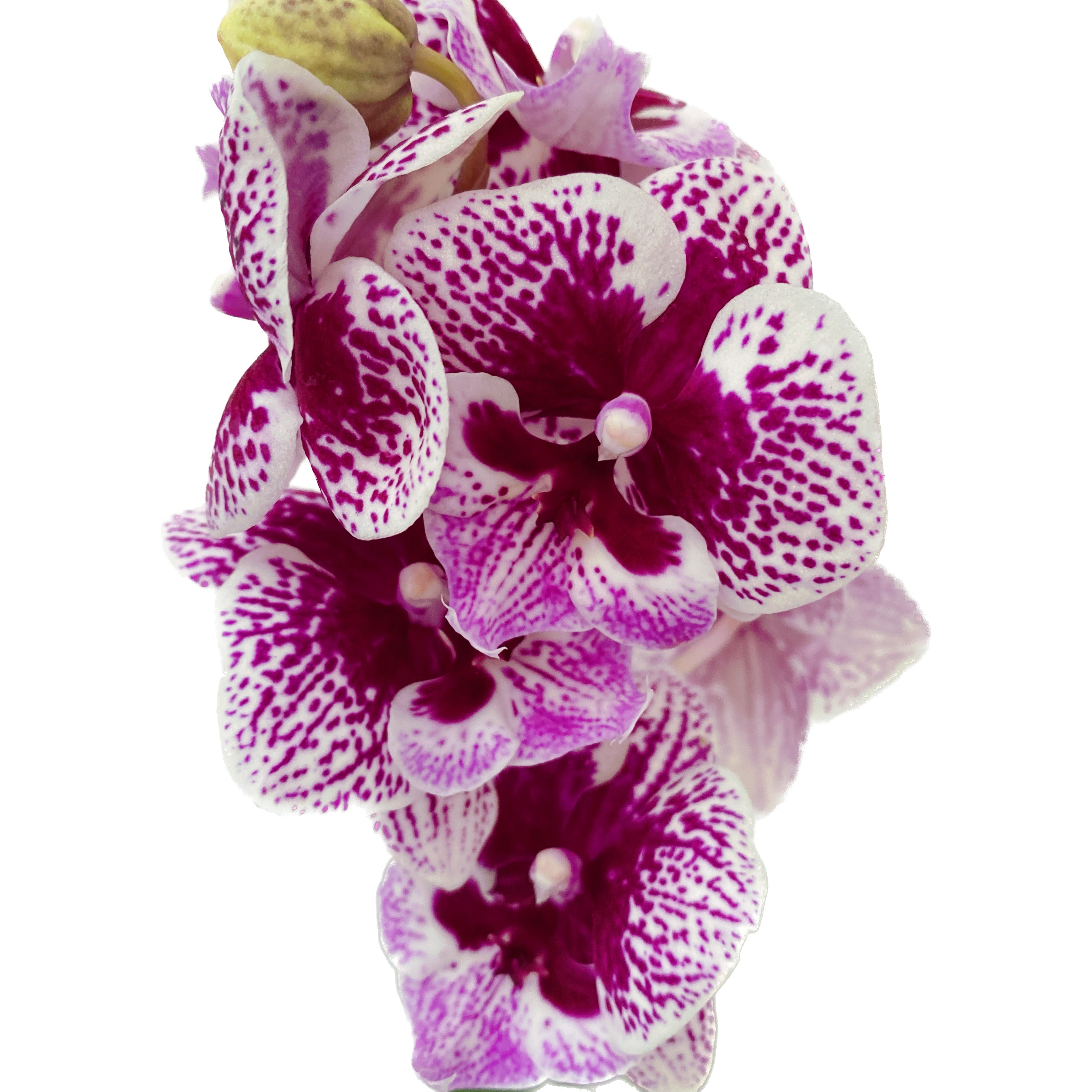 Phalaenopsis 'Limited #38’ big lip