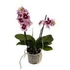 Phalaenopsis 'Limited #38’ big lip
